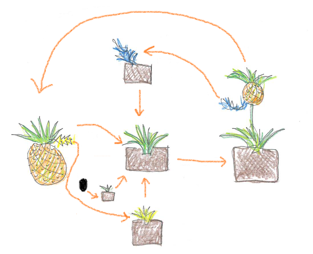 パイナップルの再生栽培にチャレンジ!!ブログ大成農材株式会社