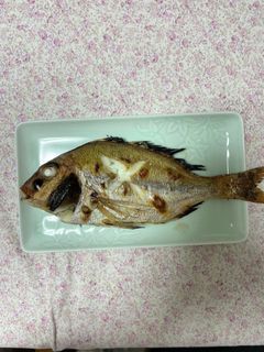 尾頭つき！ 鯛の塩焼き