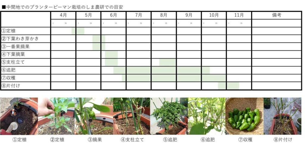 ピーマン プランター編 - 園芸特集 - 株式会社 東 商