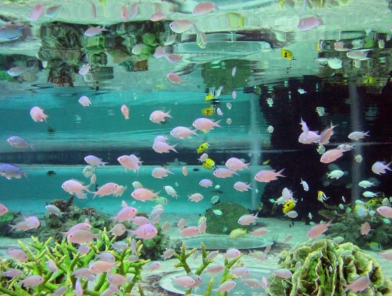 海水作りにおすすめの比重計5選最適な比重の考え方・使いやすい製品を解説東京アクアガーデン