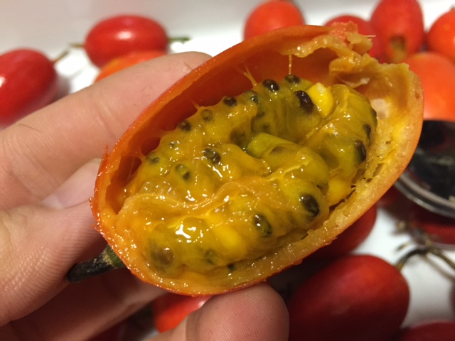 キカラスウリが咲いてますハチ北観光協会兵庫県香美町