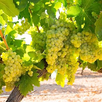 白ワインの女王の秘密を大暴露！「シャルドネ」の驚くべき特徴とは？AEON de WINE