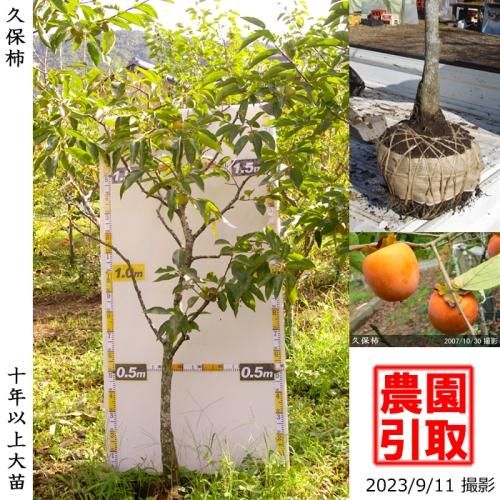 あなたはどの柿が好み？ 食感や甘さの違いがわかる柿チャート - ウェザーニュース