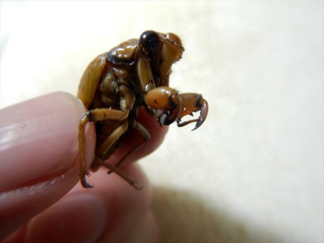 セミとりゼミ！とる三つのコツとうまいセミ料理 昆虫注意東京でとって食べる生活