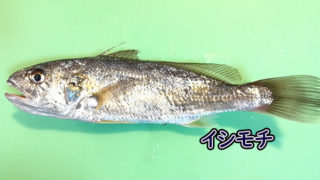 ヒメダイ オゴダイ の基本と食べ方 料理鬼パンの魚つんつん 魚と寄生虫と料理専門