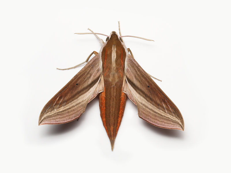 セスジスズメ、コスズメ、ベニスズメ、ホシヒメホウジャク。スズメガ科のガの幼虫は、迫力のある巨大なイモムシです。: 趣味の自然観察、デジカメ持ってお散歩