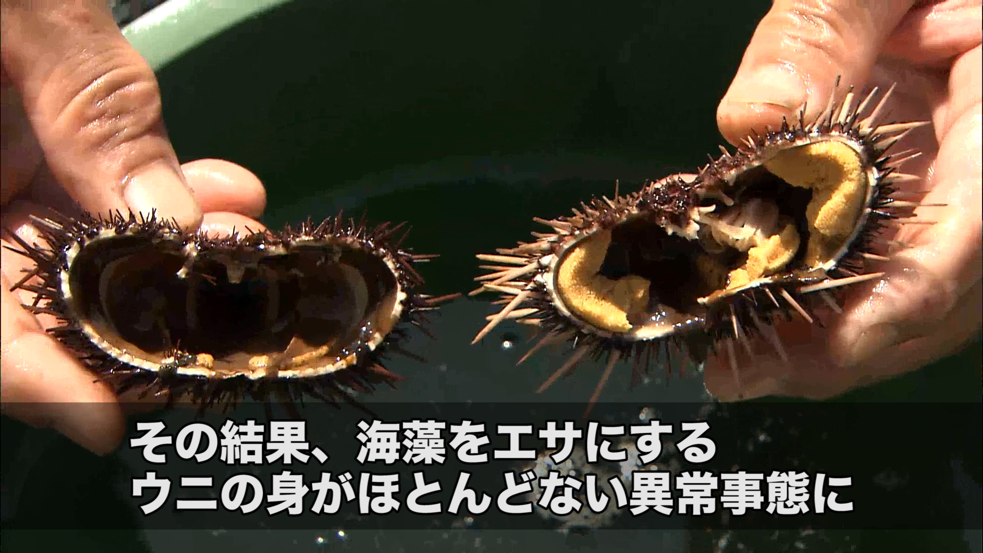 海藻を食べる厄介者のウニが大増殖 “中身がスカスカ”で利用価値なかったが 中学生が商品化目指し奮闘中名古屋・愛知・岐阜・三重のニュース CBCnewsCBC web1ページ