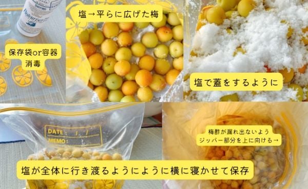 完熟「ひがしね梅」×むぎ焼酎「いいちこ」を使って梅酒作り 2.5リットル瓶梅干梅子の365日梅LIFE