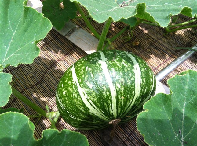 かぼちゃを冬至に向けて栽培🍁そだレポ 栽培レポート byぼじまるみんなの趣味の園芸