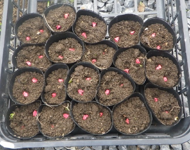 とうもろこしをポットで育苗→畑に定植！栽培記録2022 - 小庭菜園〜自然農法でやさい作り