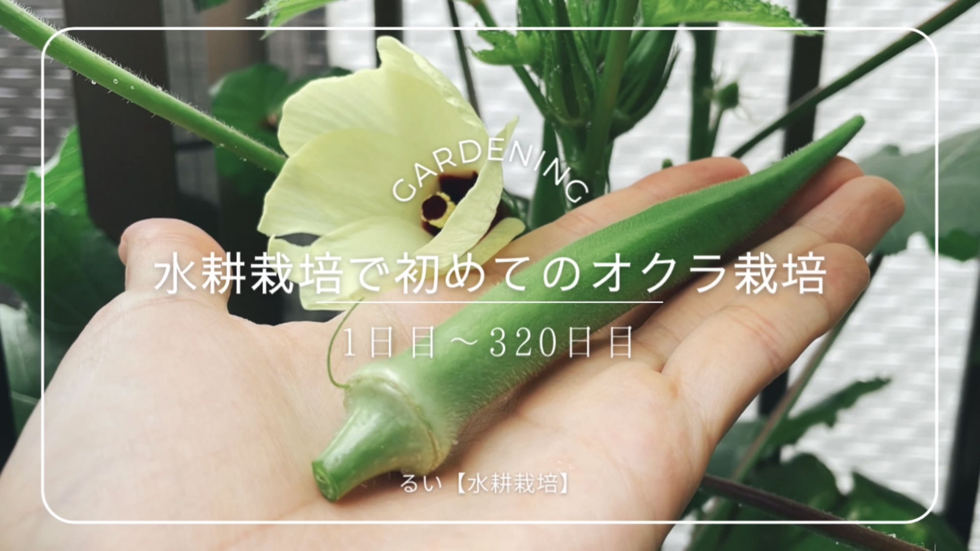 オクラの育て方を徹底解説