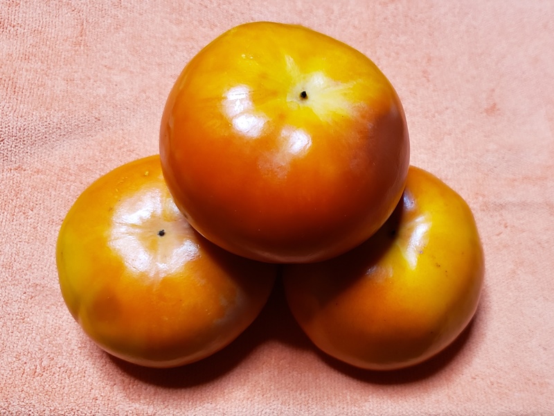 不完全甘柿とはどんな柿？特徴や旬の時期、由来について解説！JAいび川公式オンラインショップ岐阜県揖斐郡から自慢の柿をお届け