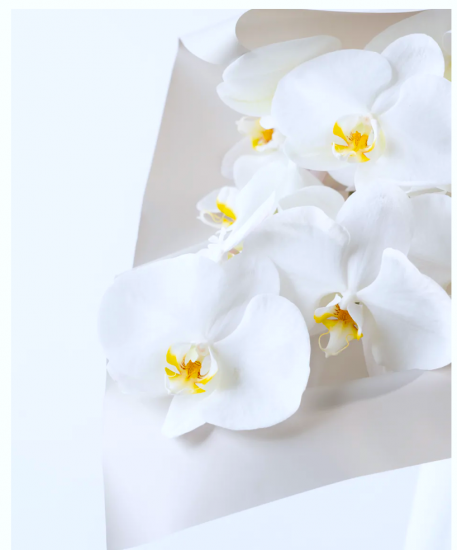 切り花を通年で販売しております。グラントマト株式会社公式サイト