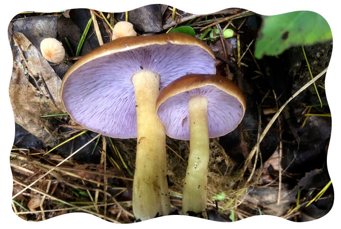 ムラサキシメジ今が旬かもしれないが、わしは要らないから 苦笑きのこ堂日記