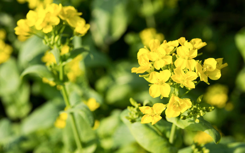 春野菜 菜の花」 : SHUN GATE : 日本の食文化を紹介