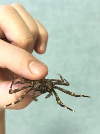 カニの吹く泡って何だろう : かに通販王への道