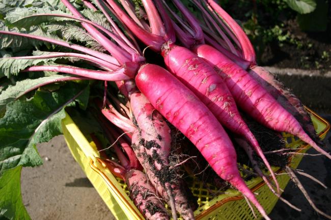 ハツカダイコンピッコリーノ赤皮・白肉、草勢旺盛で生育早く裂根の少ないハツカダイコン トキタ種苗の野菜品種カタログ・栽培ガイド