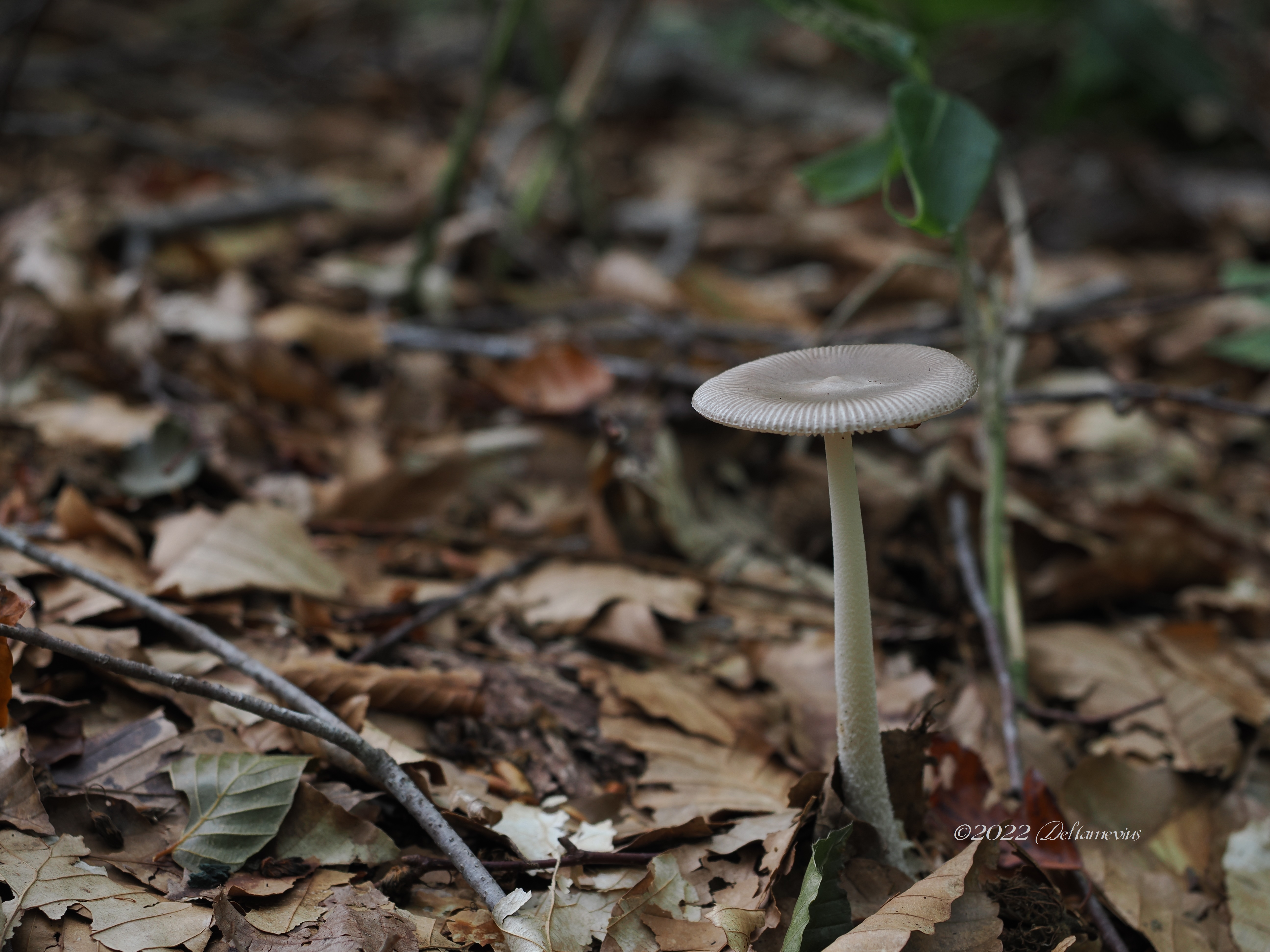 カバイロツルタケ 樺色鶴茸