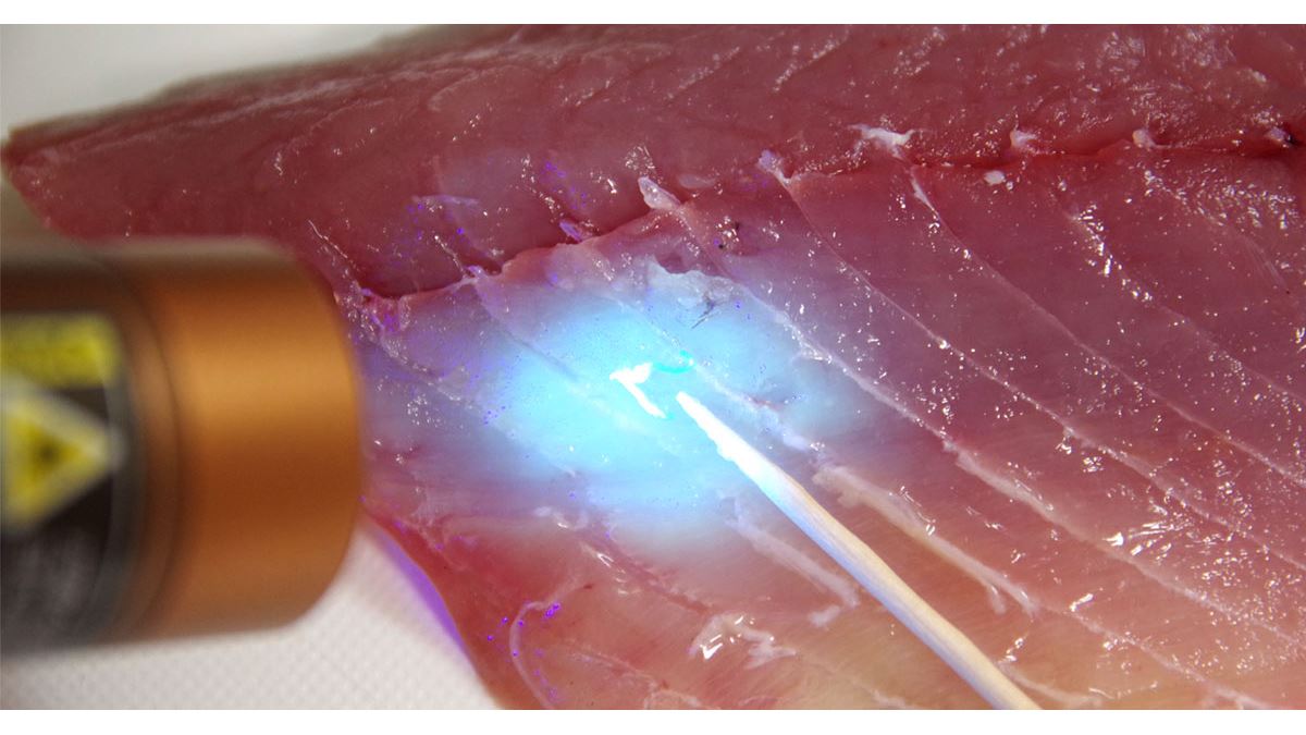 アニサキスがどこかに隠れています！ Where is the parasite hiding? あなたはみつけることができましたか？魚捌き魚料理刺身アニサキスアニサキスライトアニサキスライトキャンペーン津本式ハピソン衝撃映像fishloversashimianisakisparasite