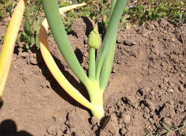 花咲ジジイの「花」麗なる毎日: ネギ坊主的な