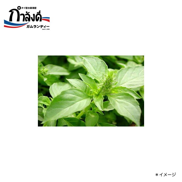 タイのハーブ「ガパオ ホーリーバジル 」ＶＳ「ホーラパー タイバジル 」を比較してみました 簡単な見分け方: ◇毎日カレー◇と☆タイ料理☆ byエスニカン