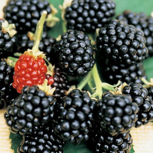 ブラックベリーコーナーを作りました。 - 甲山ブルーベリーファーム