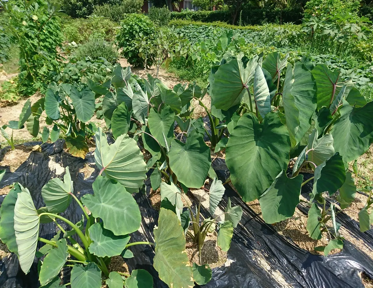 里芋栽培 知らないと後悔する！8・9月にする葉が枯れた時の対処法