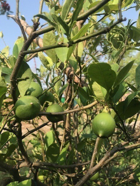 新鮮なフルーツブルーベリーイラストイラスト画像とPSDフリー素材透過の無料ダウンロード - Pngtree