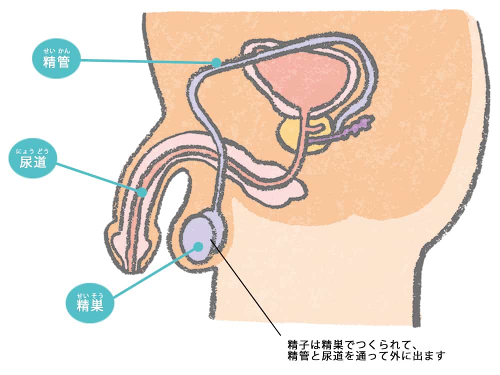 newTOKYO（ニュートーキョー） | 【医師に聞く】「好きな時に、好きなように射精すればいいじゃない」。夢精 についてアレコレ質問したら名言返ってきちゃった。