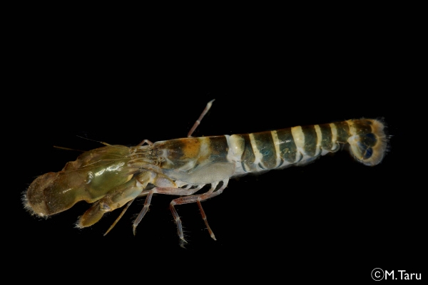 ニシキテッポウエビ