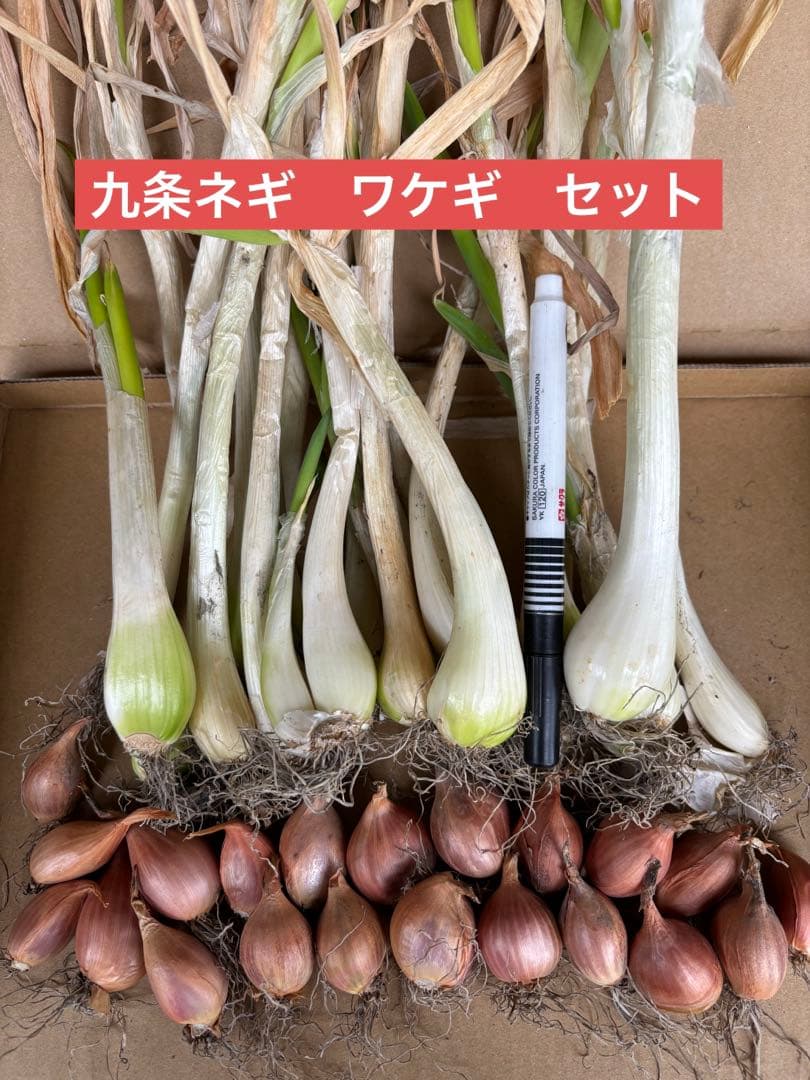 冷奴に合うネギ選手権 :: デイリーポータルZ