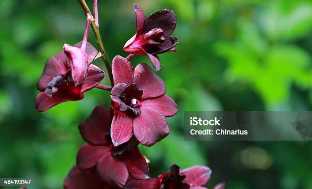 ソーセージノキ兵庫県立フラワーセンタ