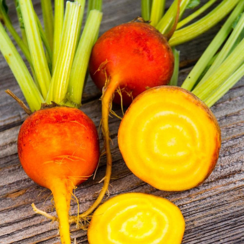 ビーツの収穫 - Ushidama Farm