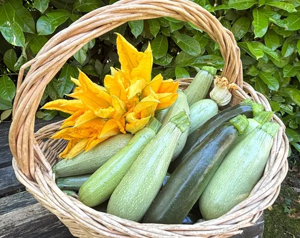 ズッキーニ 畑の写真素材写真素材なら「写真AC」無料 フリー ダウンロードOK