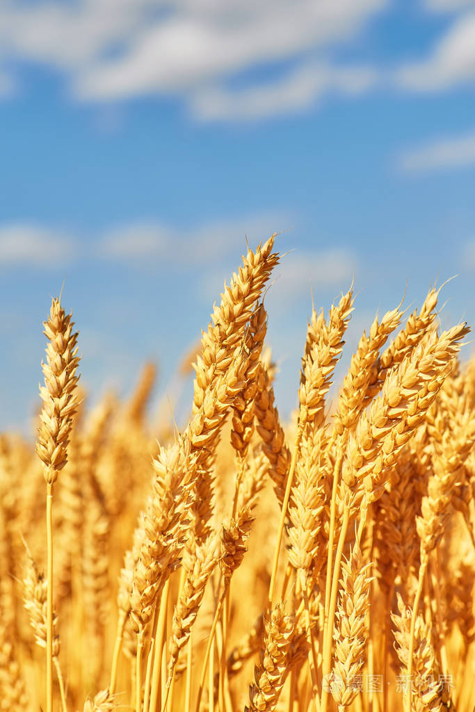 ❤️批发价：10800人民幣冰种辣绿随形麦穗耳钉，色泽浓郁，既时尚又实用，戴上它瞬间提升你的气质，整体：14.2-8.2-3mm，完美