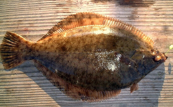 ヒラメとカレイの違いは性格!?知って得する！川田一輝のお魚あれこれNo.70WEBマガジン HEAT