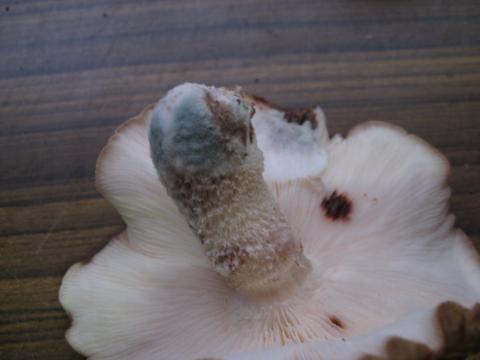 かさが黒っぽくなった椎茸をいくつか食べました。腐っていたので- Yahoo!知恵袋