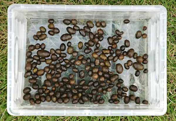 むかごの素揚げのレシピ 作り方：白ごはん.com