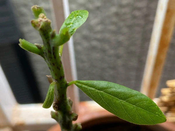 アボカドの切り戻しと成長の記録 – 実践レポート