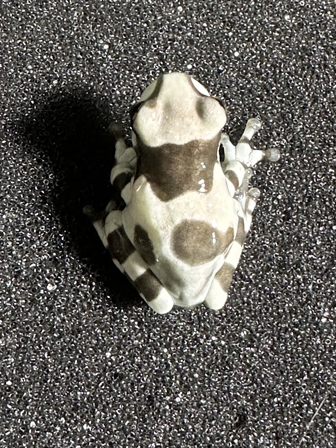 ミルキーツリーフロッグ １匹まるころ商店〜まるくてころころした生き物を販売するお店