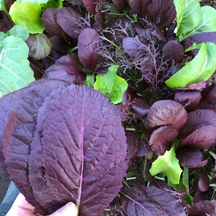 赤大葉高菜 からし菜 2kg 淡路島からの野菜野菜 葉物 産直アウル 農家から直接野菜などの食材を購入できる産地直送の宅配通販サイト
