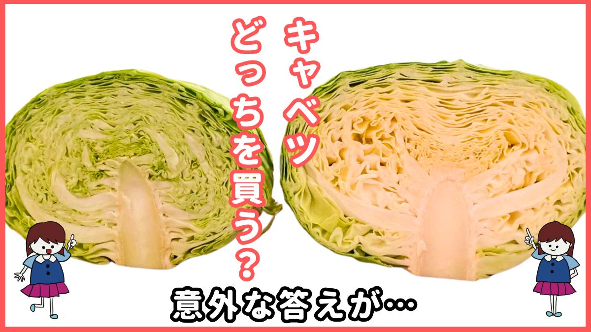 キャベツはどんな野菜？春キャベツと冬キャベツは何が違う？春キャベツの特徴を解説！果茄子屋のお役立ちコラム