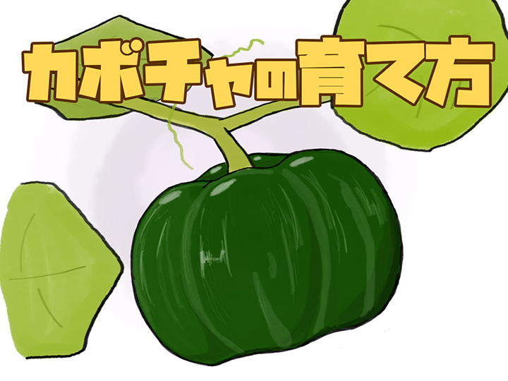 カボチャ野菜 山田式家庭菜園教室～Dr.藤目改訂版～調べるタキイ種苗株式会社