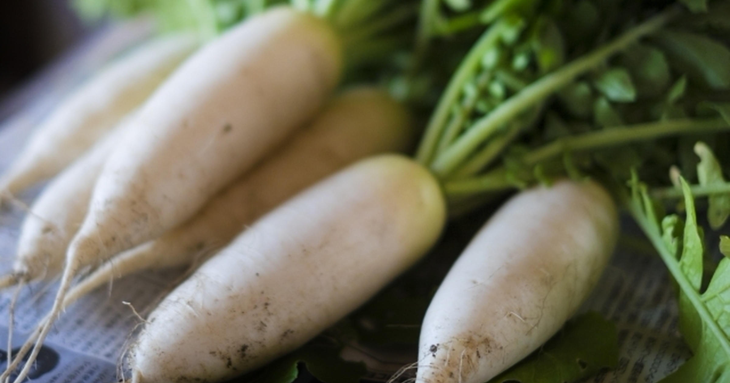 ダイコン白さび病 わっか症農業害虫や病害の防除・農薬情報病害虫・雑草の情報基地全国農村教育協会