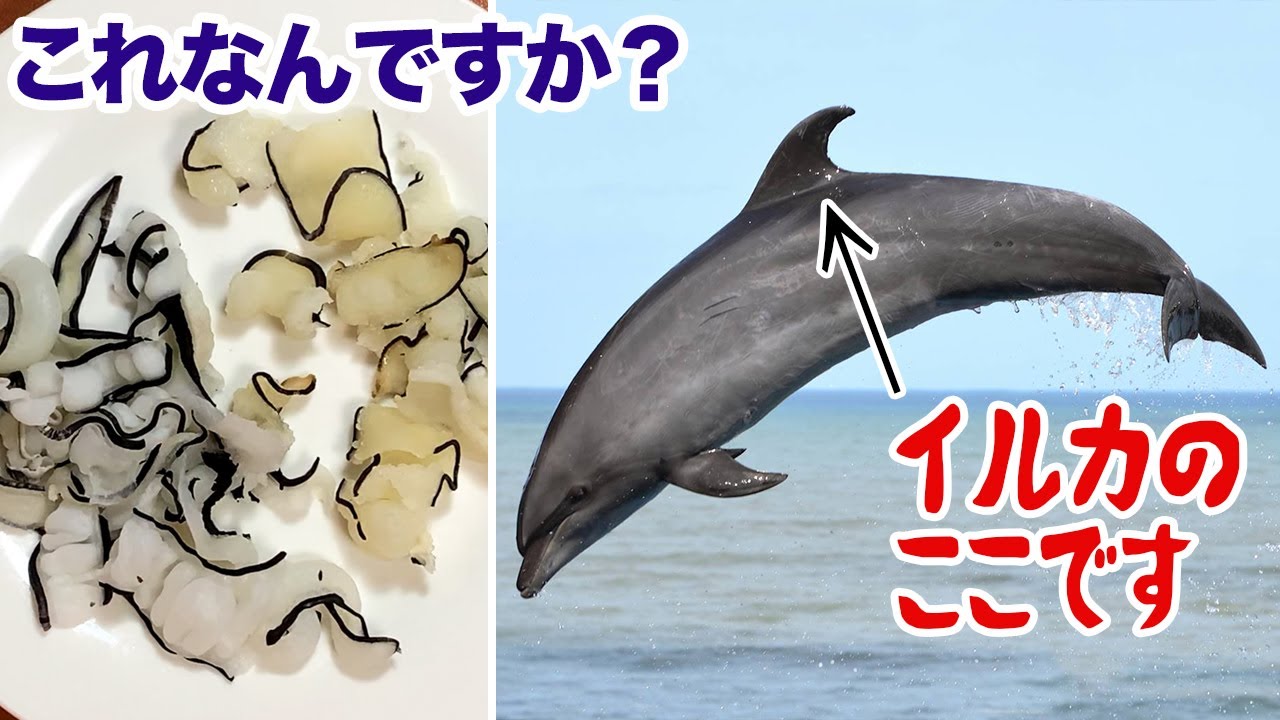 イルカって虫歯にならないの