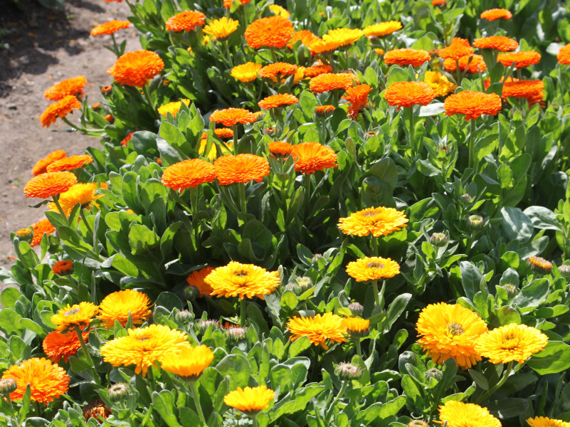 キンセンカ(カレンデュラ)の花言葉｜花が咲く季節や種類は？ - HORTI 〜ホルティ〜 by