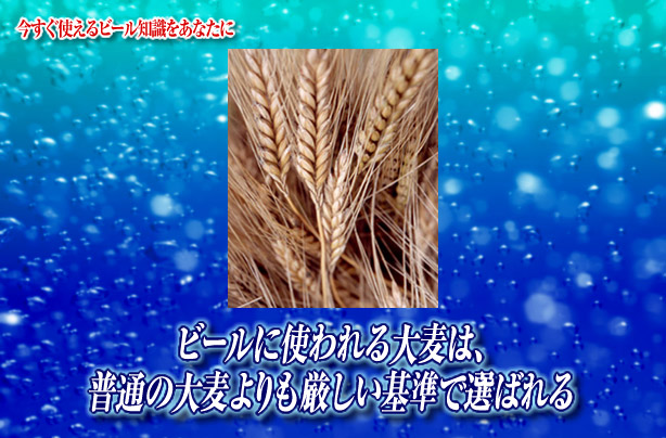 吉田作物各論 麦