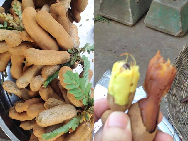 古代から食べられてきた伝説のフルーツ「ムベ」食べると不老長寿に⁉ - KYOTO SIDE キョウトサイド