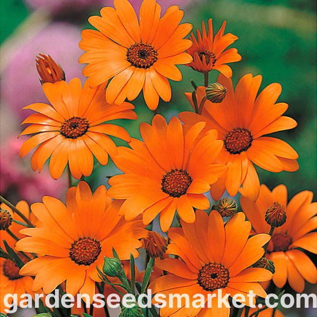 自然の美しさ。暗い緑の葉の柔らかい背景に2つのカラフルなガーベラ・デイジーの花と、鮮やかなオレンジがかった赤の花びらの接写。写真素材1989399329Shutterstock