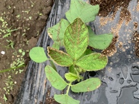 枝豆の病害虫一覧と対策方針、家庭菜園での注意点産直プライム.labブログJA連携！産地直送通販なら産直プライム